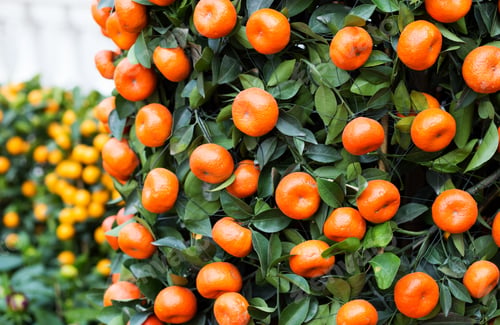 Preview: Citrus Fruit for chinese new year