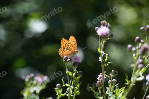 Preview: Silver-washed fritillary butterfly resting on a flower with buds