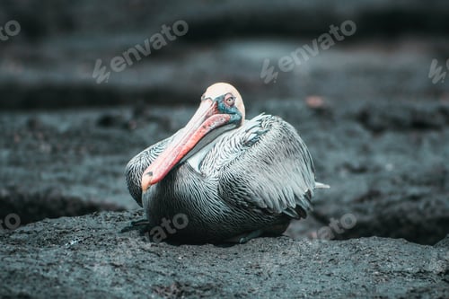 Preview: Galápagos bird