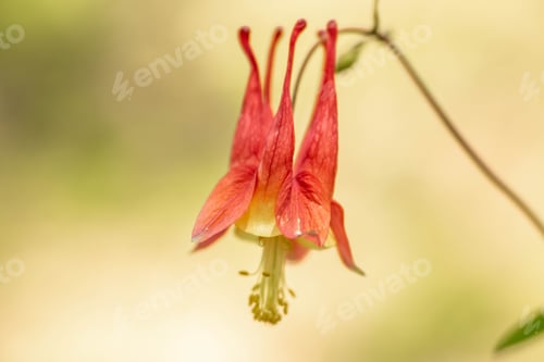 Preview: A Columbine Flower Grows Wild In Smoky Mountains National Park