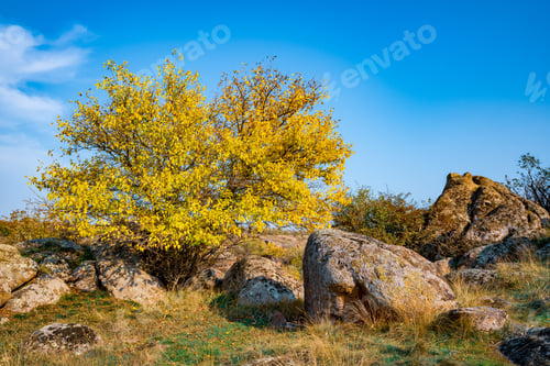 Preview: Beautiful yellowed vegetation and stones covered with lichen and moss hills in picturesque Ukraine