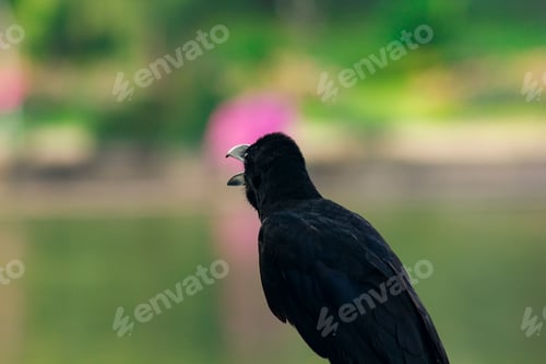 Preview: The jungle crow is a widely distributed bird in Asia.