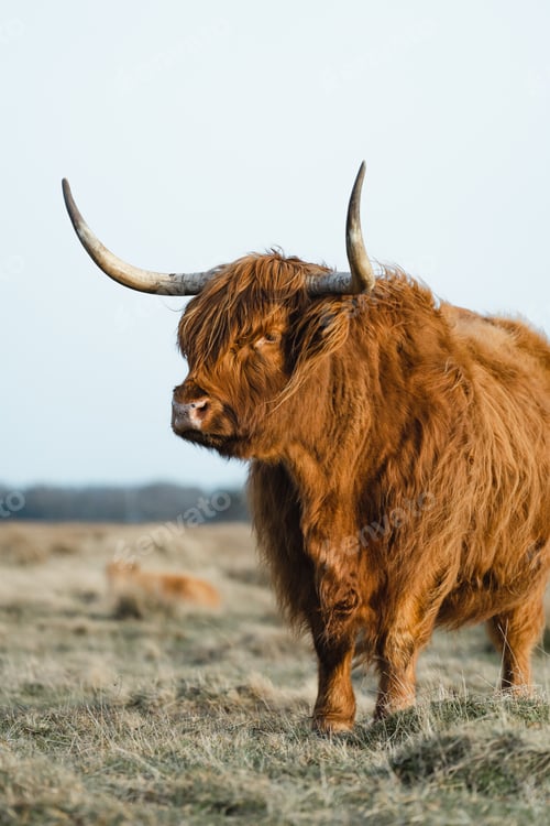 Preview: Scottish Higlander Calf Cattle on a field ecological farm