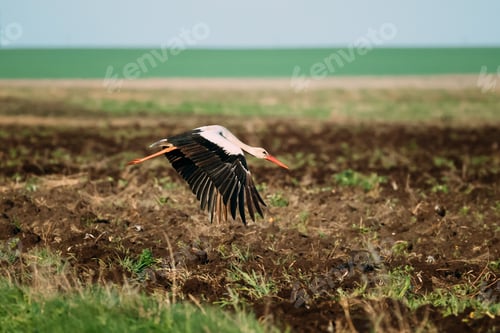Preview: European White Stork Ciconia Ciconia Flying Above Spring Field i