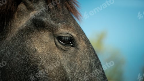 Preview: Close up detail of a black horse eye in a farm. Detailed portrait of horses