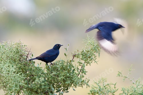 Preview: Taking flight. Full length shot of a bird in its natural habitat.