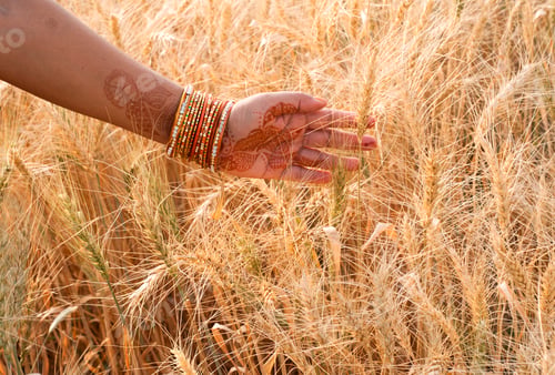 Preview: Closeup of Indian woman's hand touching wheat in a field,