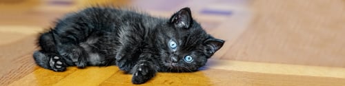 Preview: Black kitten on the floor. Banner for the site. Pets concept