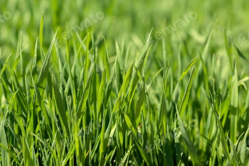 Preview: Background of green grass on a summer day