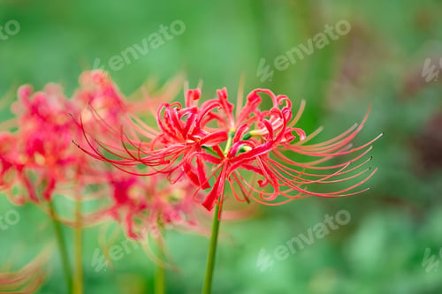 Vista previa: Vibrant Red Spider Lilies in Bloom
