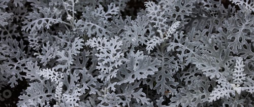 Preview: Close up of White Plants. Nature Background