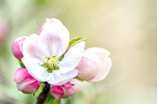 Preview: Apple blossom in the sun rays close-up, the beginning of spring, the awakening of nature, spring.