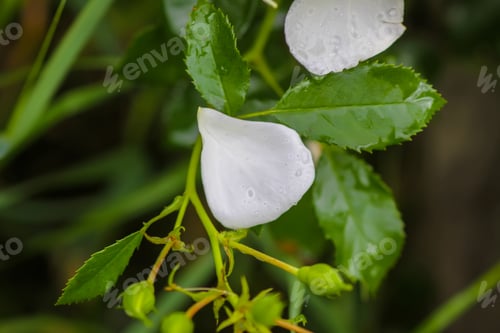 Preview: Rain drops on the petals of a white rose flowers in a summer garden.