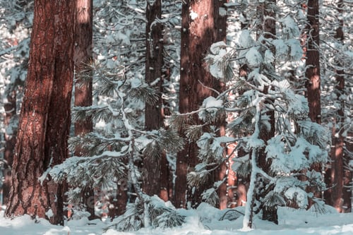 Preview: Winter forest