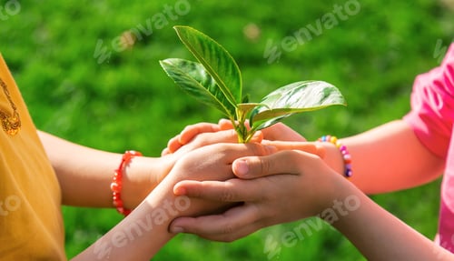 Preview: Children take care of nature tree in their hands. Selective focus.