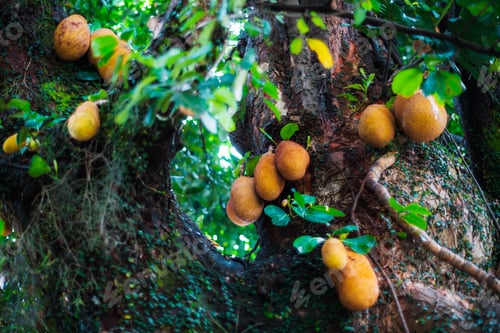 Preview: Jackfruits on tropical tree trunk