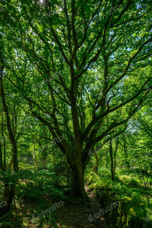 Preview: Vertical closeup shot of a large green tree in a forest