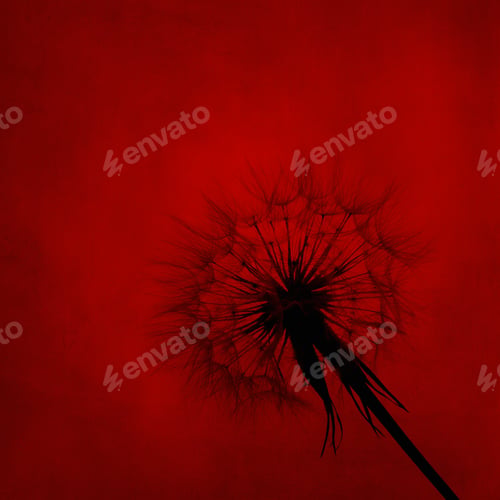 Preview: Dandelion