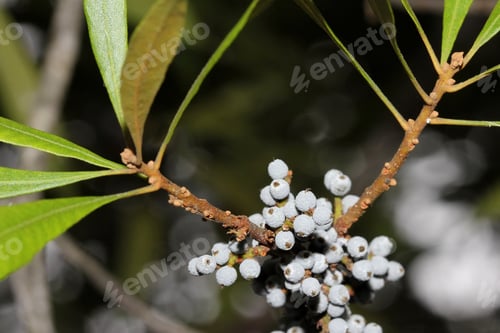 Preview: Wax Myrtle Branches With Berries - Photograph Of Branches Of A Wax Myrtle Tree With White Berries
