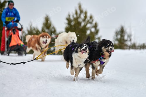 Preview: Husky sled dog racing