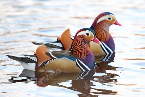 Preview: Mandarin duck (Aix galericulata)