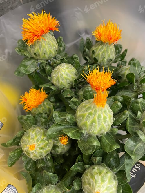 Preview: Flowers