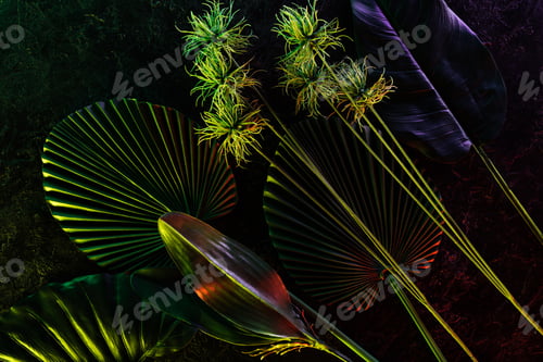 Preview: flat lay with arranged various tropical leaves with red lighting