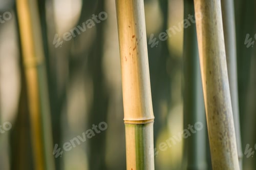 Preview: bamboo stems closeup