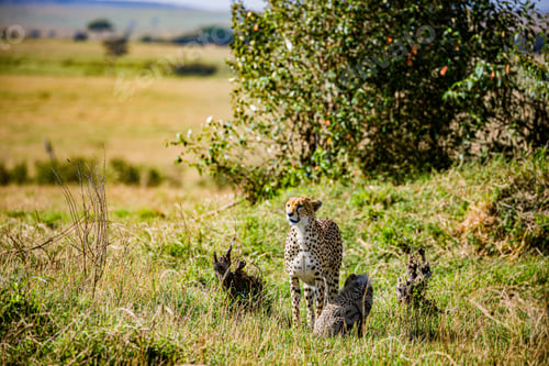 Vista previa: Cheetah Wildlife Wild Animas Maasai Mara National Game Reserve Kenya