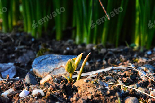 Preview: Soft focus of a sprout on the ground - a sign of the start of springtime