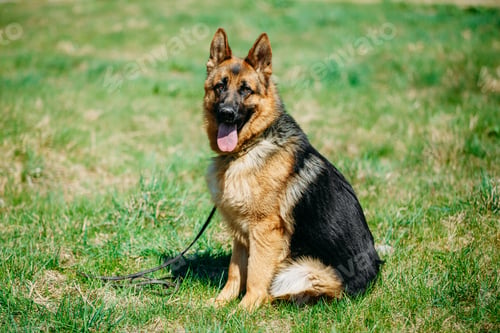 Preview: German Shepherd Dog Close Up. Alsatian Wolf Dog Or German Shephe