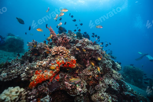 Preview: Vibrant coral reef illuminated by sunrays with a colorful backdrop for an array of tropical fish