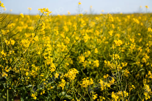 Preview: A field of yellow canola flowers in bloom under a clear sky.