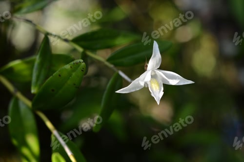 Preview: Closeup shot of a pigeon orchid flower in the garden.