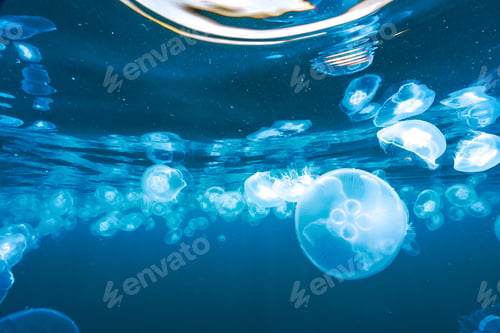 Preview: A large number of jellyfish are swimming in the ocean