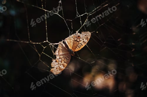 Preview: butterfly has stuck on the spider web