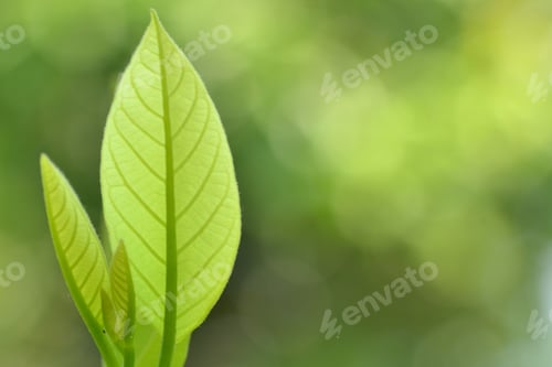 Preview: Young leaves of plants, regeneration concept. Nature background.