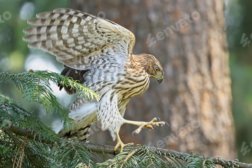 Preview: Hawk with wings spread walks on branch.