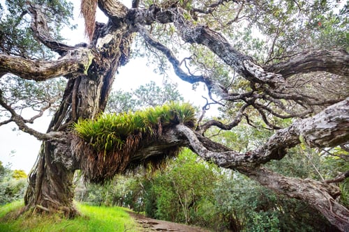Preview: Big tree