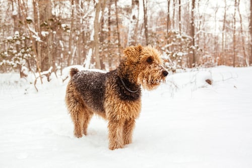 Preview: dog, pet, terrier, dogs