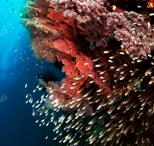 Preview: Shallow underwater seascape, fish underwater photo