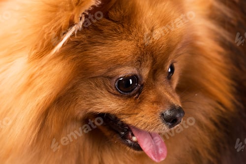 Preview: Cute spitz