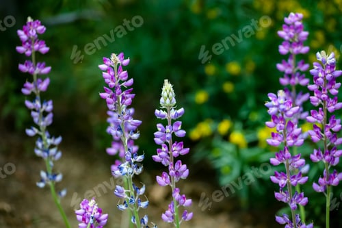 Preview: Purple lupine flowers in the field