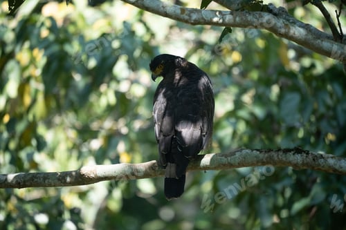 Preview: Eagle perched on a tree branch.