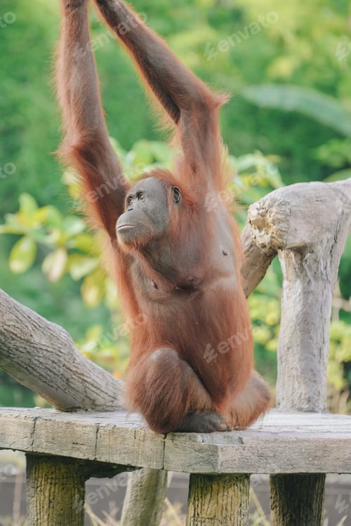 Preview: Orangutan or Pongo Pygmaeus is captured sitting on a rock and playing around in a zoo enclosure.