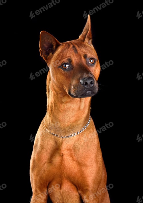Preview: Posing Thai Ridgeback dog