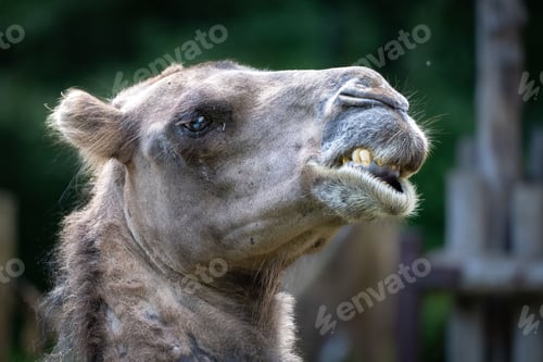 Preview: Closeup shot of a camel with open mouth in its natural habitat