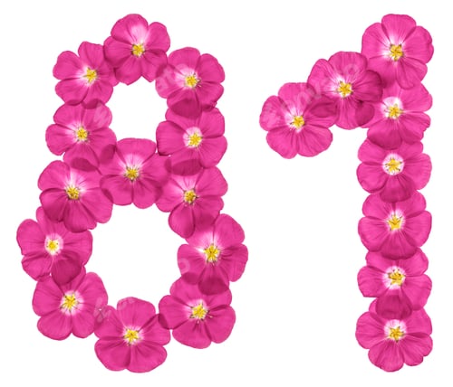 Preview: Arabic numeral 81, eighty one, from pink flowers of flax, isolated on white background