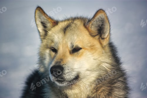 Preview: Close-up shot of a face of a Greenland dog on a sunny day on a blurred snowy background