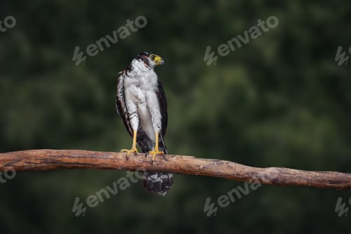 Preview: Collared Forest Falcon (Micrastur semitorquatus) - Pale Morph